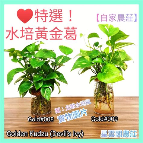 門口擋煞盆栽|門口擋煞盆栽指南：4種化煞植物，旺運聚財 